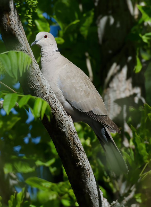Eurasian_Collared_Dove_13_CA_005