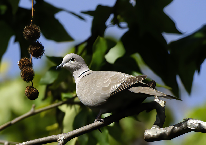 Eurasian_Collared_Dove_14_CA_004