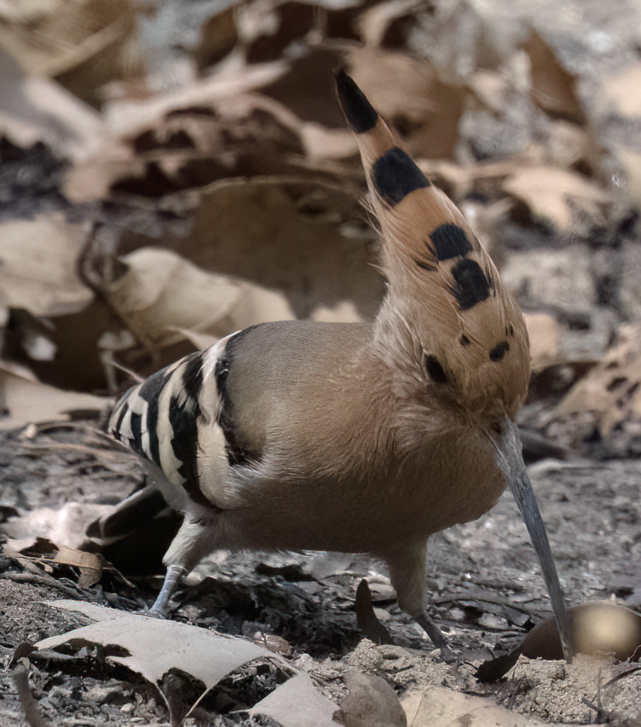 Eurasian_Hoopoe_25_India_003
