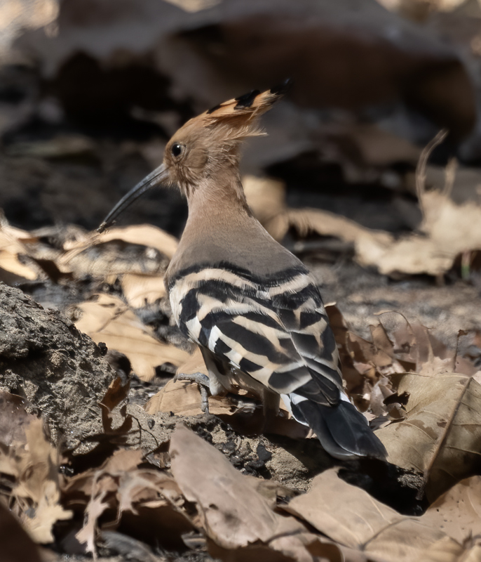 Eurasian_Hoopoe_25_India_027