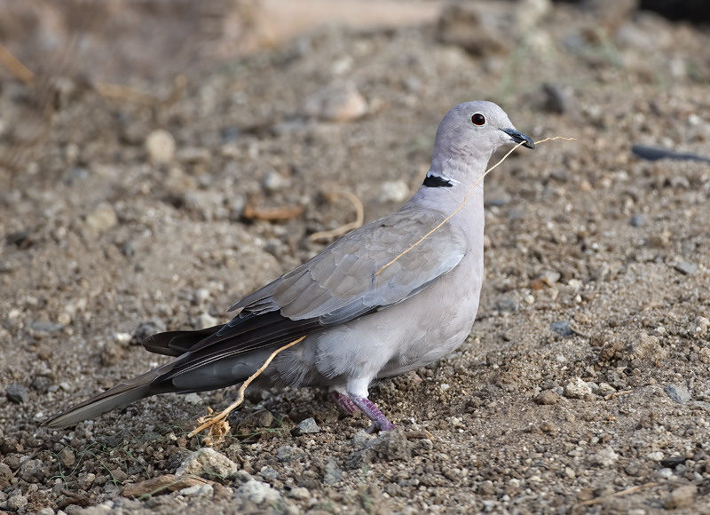 Eurasian_collared_Dove_16_CA_014
