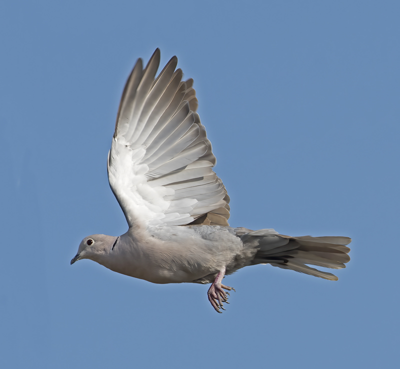 Eurasian_collared_Dove_16_CA_022
