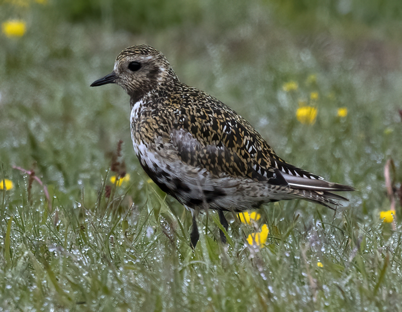 European_Golden-Plover_22_Iceland_005