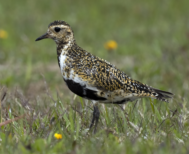 European_Golden-Plover_22_Iceland_080