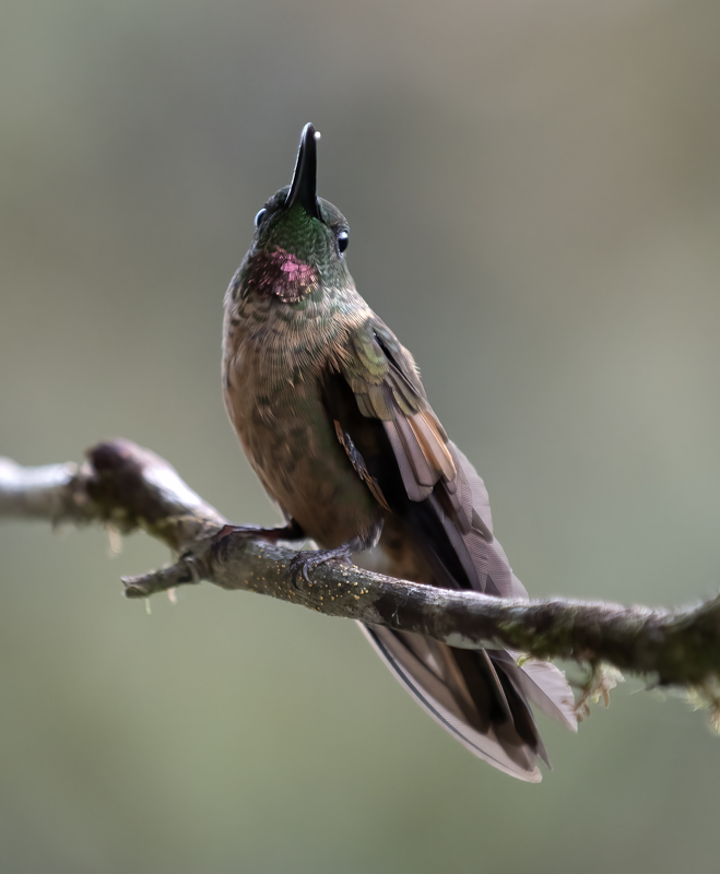 Fawn-breasted_Brilliant_18_Ecuador_028