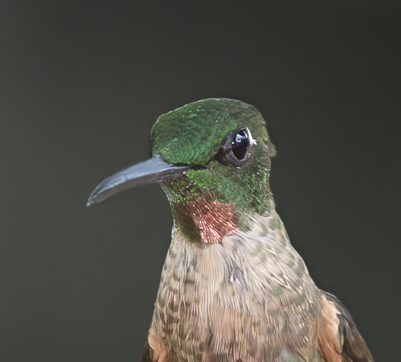 Fawn-breasted_Brilliant_18_Ecuador_156