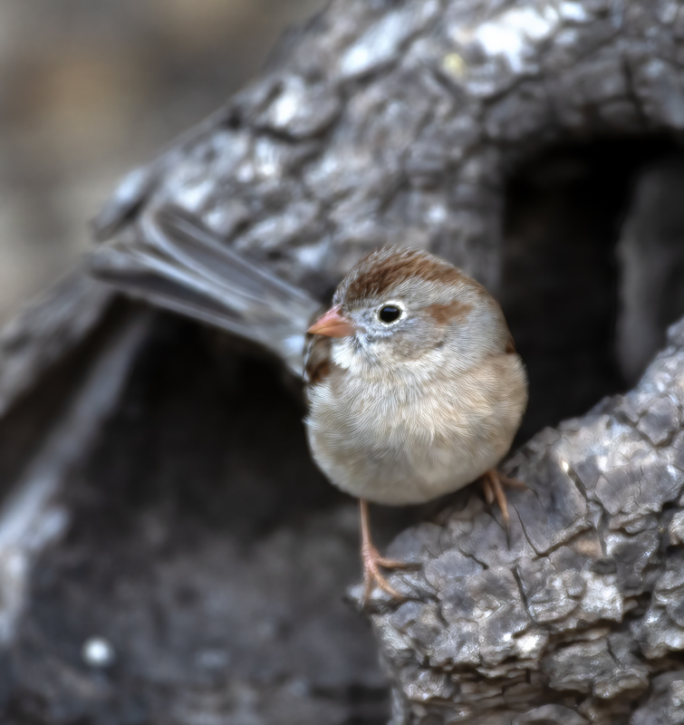Field_Sparrow_19_TX_002
