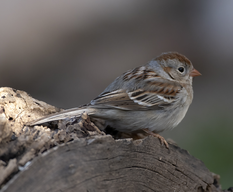 Field_Sparrow_19_TX_010