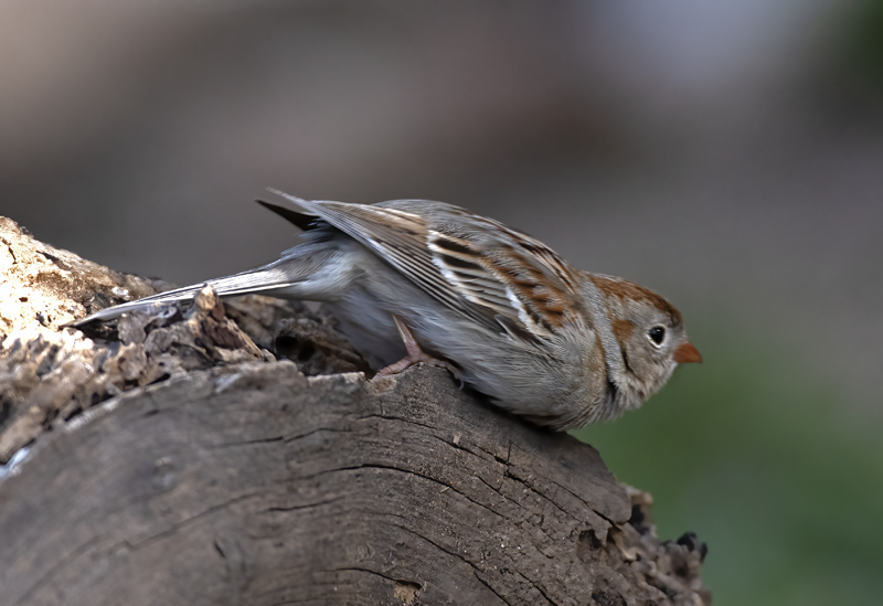 Field_Sparrow_19_TX_012