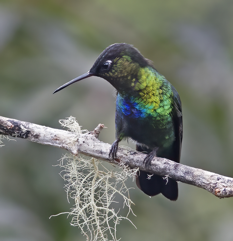 Fiery_throated_Hummingbird_17_Costa_Rica_013
