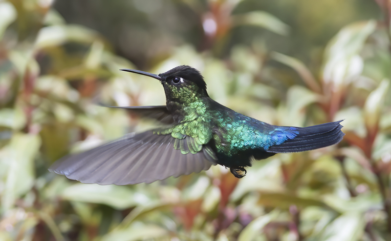 Fiery_throated_Hummingbird_17_Costa_Rica_039