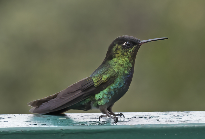 Fiery_throated_Hummingbird_17_Costa_Rica_048