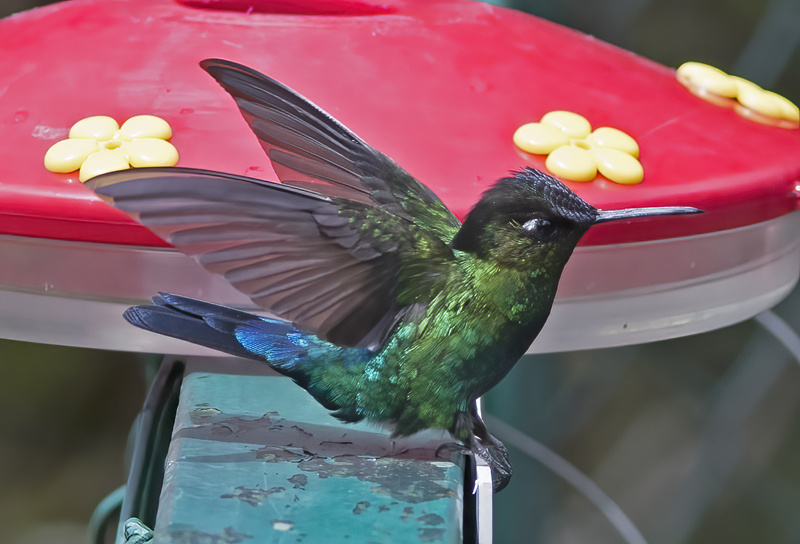 Fiery_throated_Hummingbird_17_Costa_Rica_057
