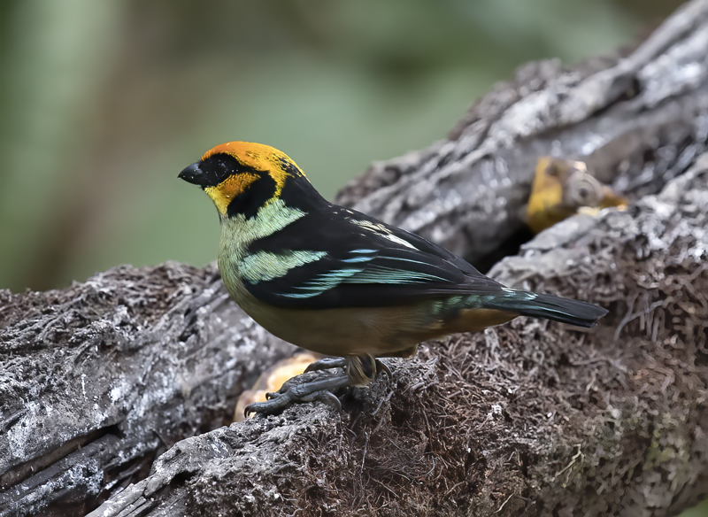 Flame-faced_Tanager_18_Ecuador_010