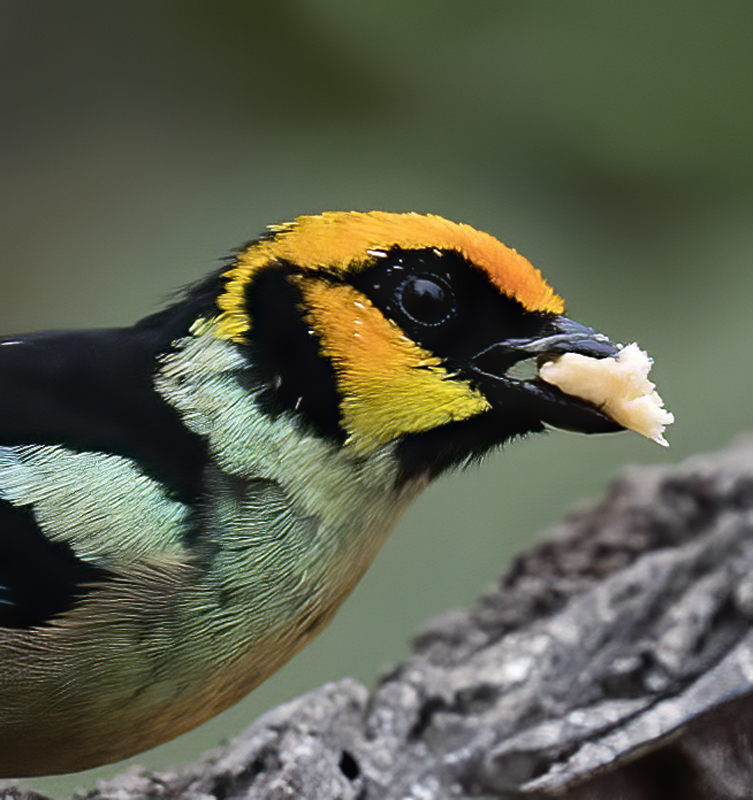 Flame-faced_Tanager_18_Ecuador_012
