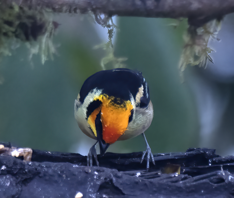 Flame-faced_Tanager_18_Ecuador_022
