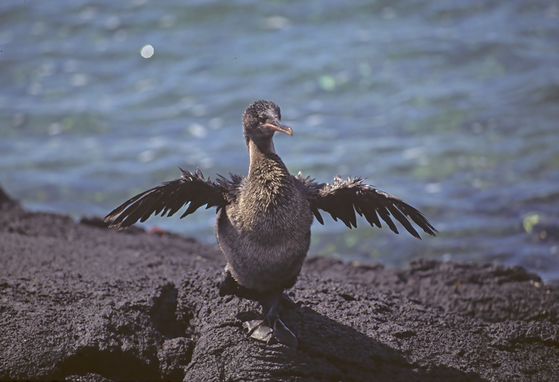 Flightless_Cormorant_97_Galapagos_001