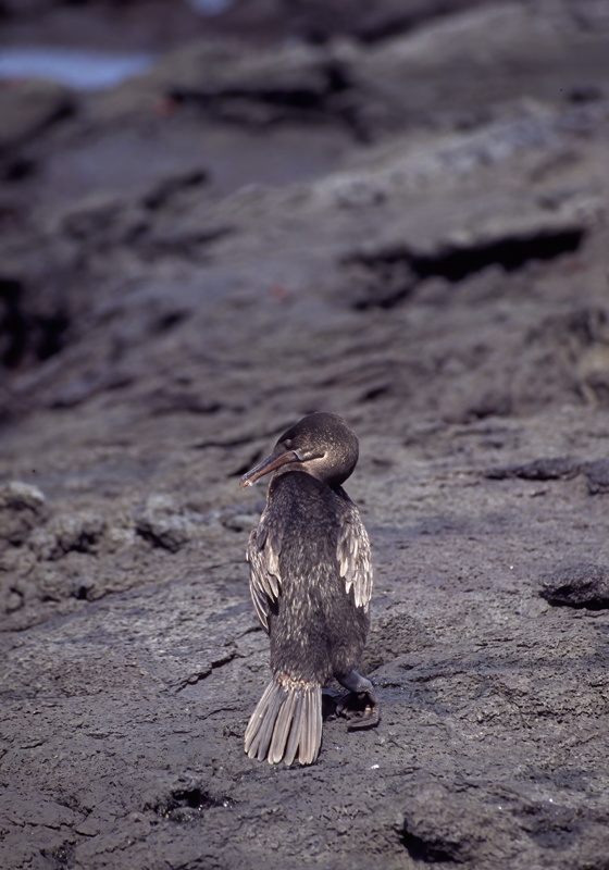 Flightless_Cormorant_97_Galapagos_002