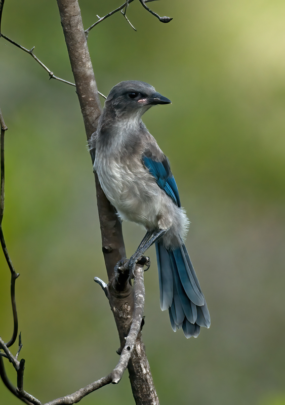 Florida_Scrub_Jay_09_FL_072