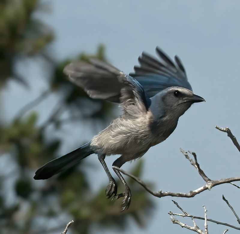 Florida_Scrub_Jay_09_FL_183