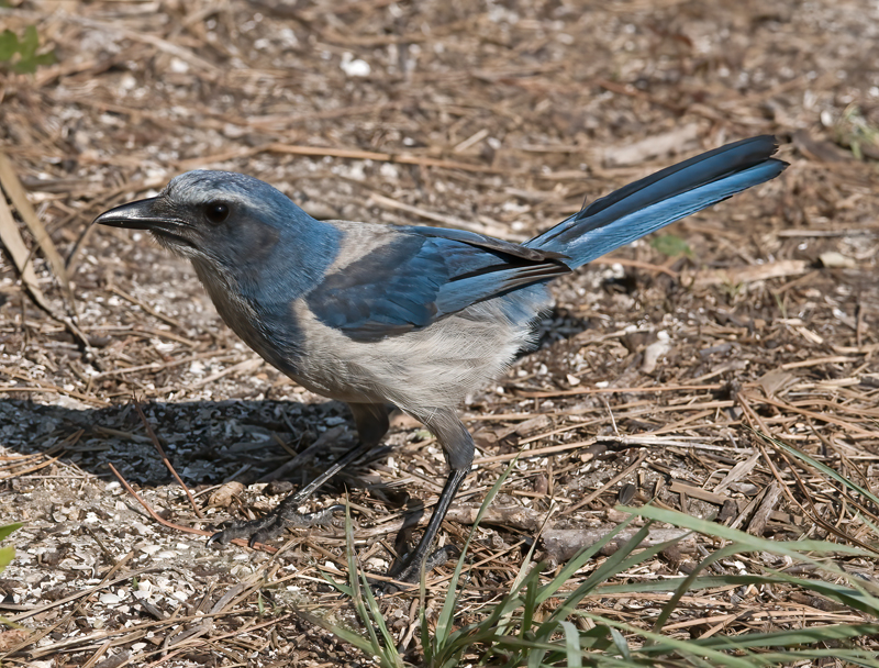 Florida_Scrub_Jay_09_FL_217