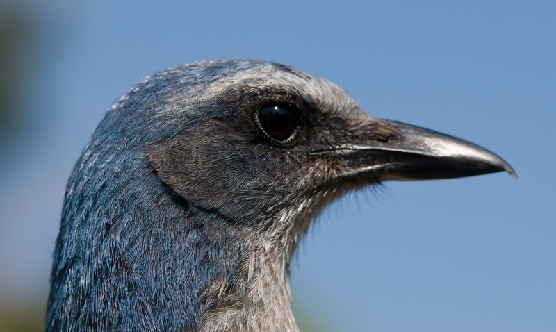 Florida_Scrub_Jay_09_FL_224