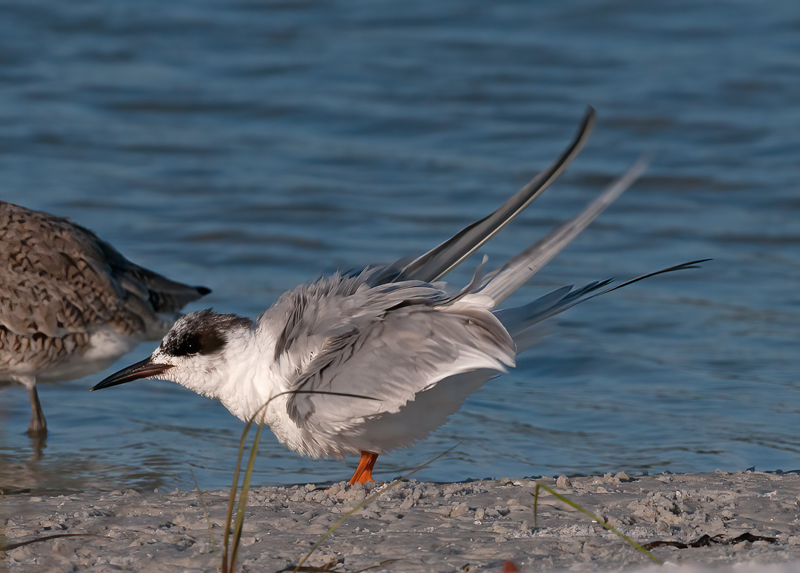 Forsters_Tern_10_FL_007