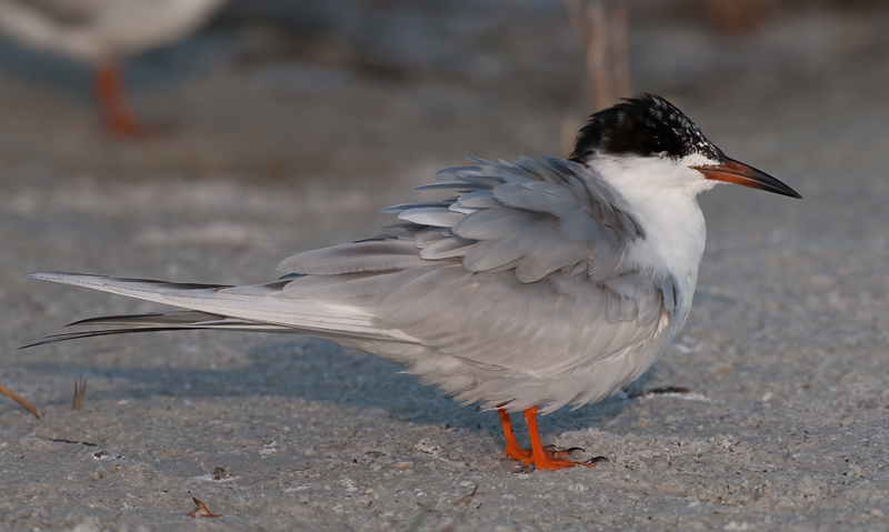 Forsters_Tern_10_FL_008