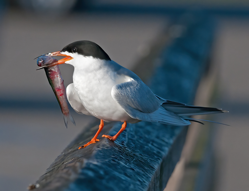 Forsters_Tern_14_CA_018