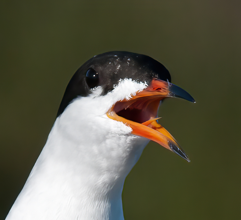 Forsters_Tern_14_CA_021