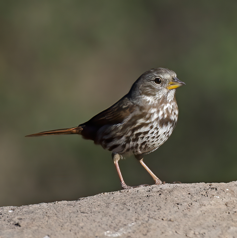 Fox_Sparrow_12_CA_013