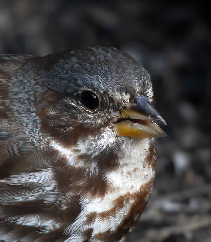 Fox_Sparrow_19_TX_005