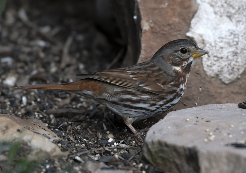 Fox_Sparrow_19_TX_008