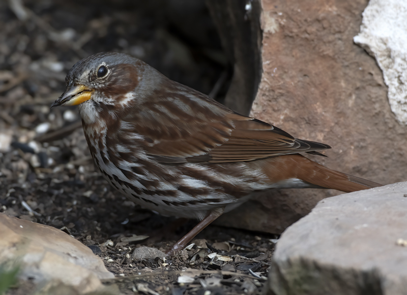 Fox_Sparrow_19_TX_009