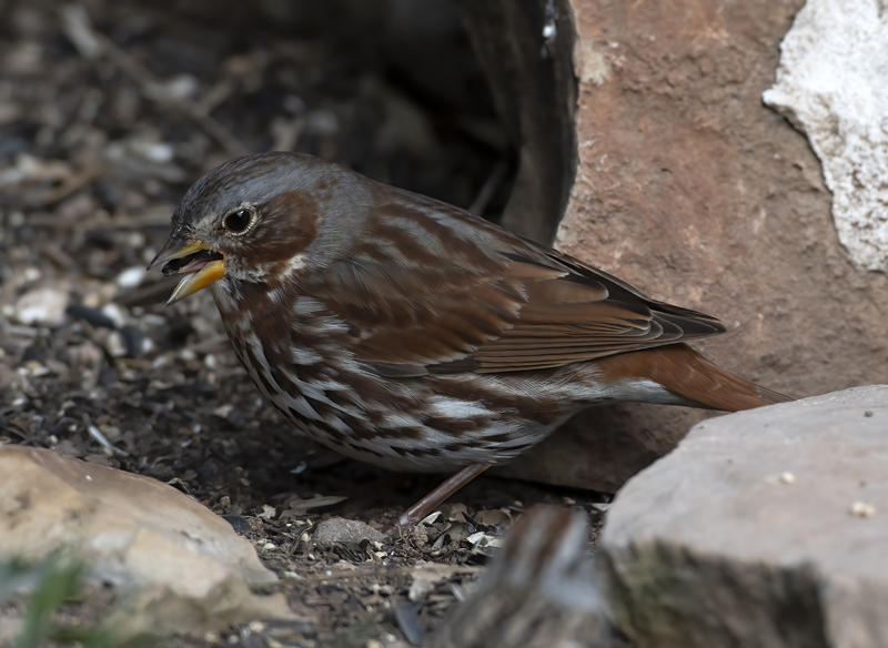 Fox_Sparrow_19_TX_013