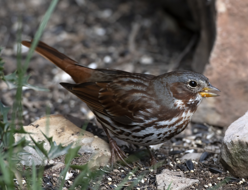 Fox_Sparrow_19_TX_016