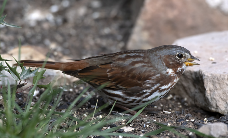 Fox_Sparrow_19_TX_017