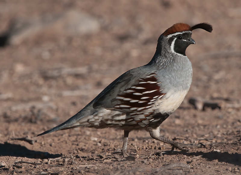 Gambels_Quail_10_CA_036