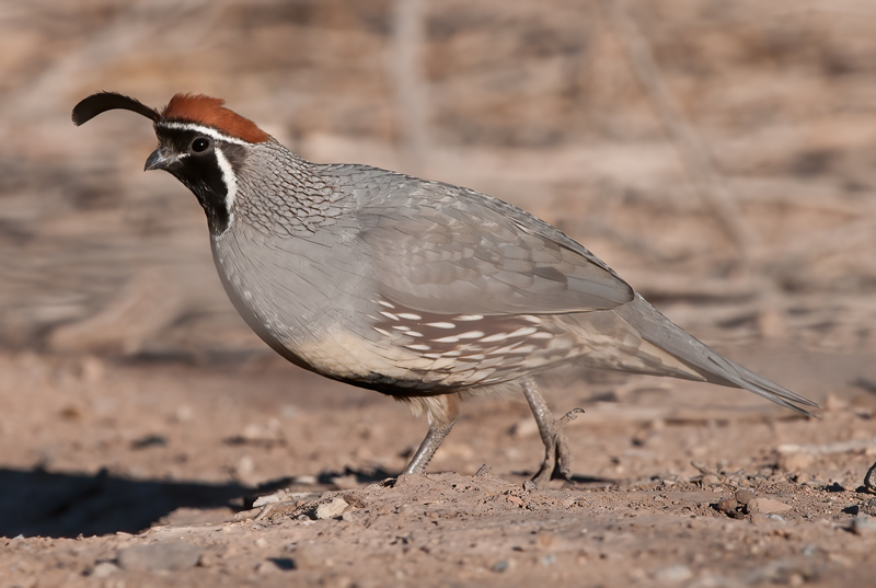 Gambels_Quail_10_CA_052