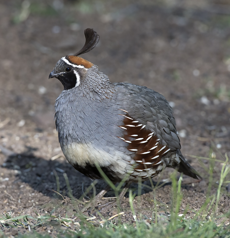 Gambels_Quail_15_AZ_002