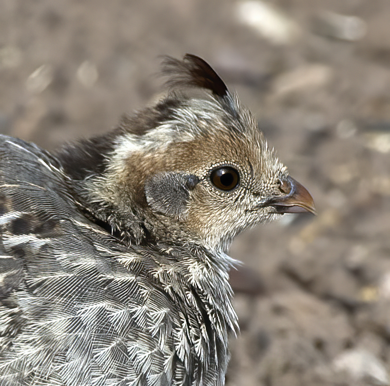 Gambels_Quail_15_AZ_018