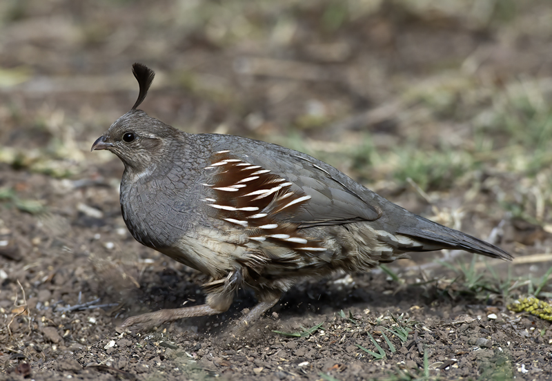 Gambels_Quail_15_AZ_021