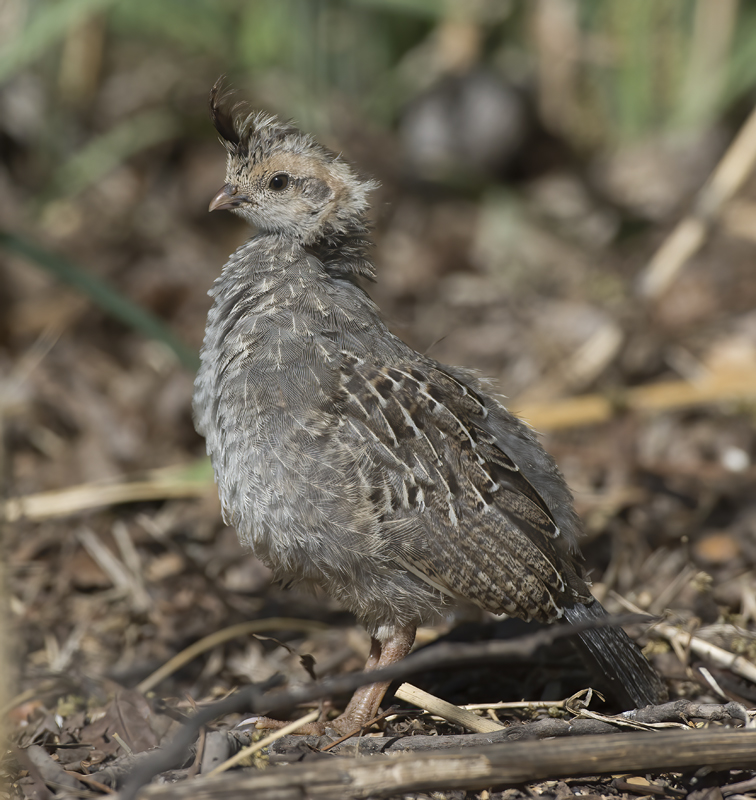 Gambels_Quail_15_AZ_023