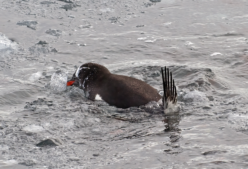 Gentoo_Penguin_07_Antarctica_101