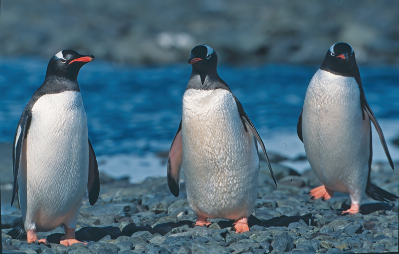 Gentoo_Penquin_98_Antarctica_001