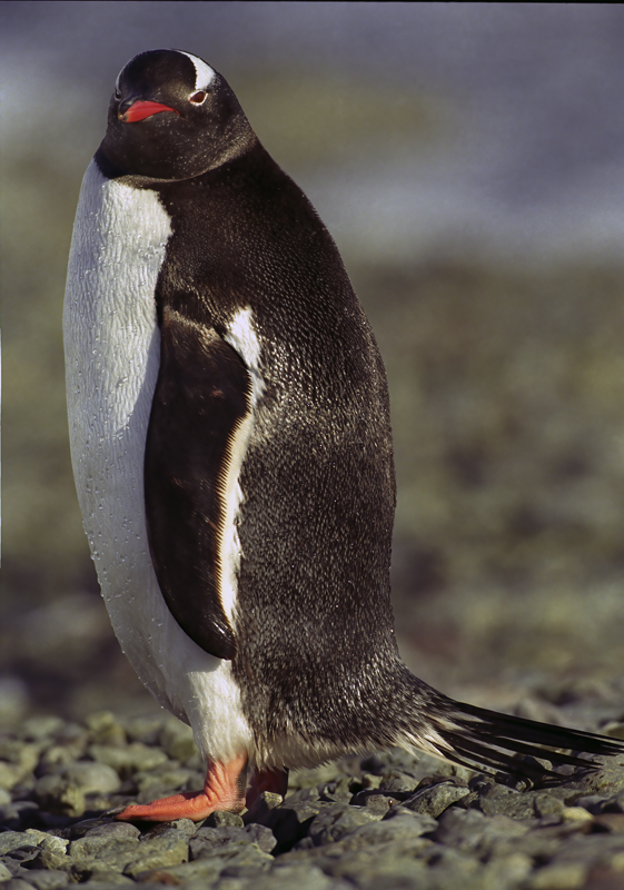 Gentoo_Penquin_98_Antarctica_014