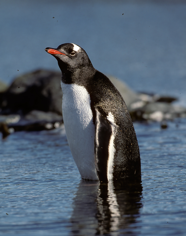Gentoo_Penquin_98_Antarctica_031