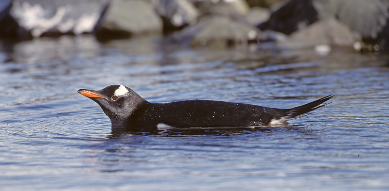 Gentoo_Penquin_98_Antarctica_051