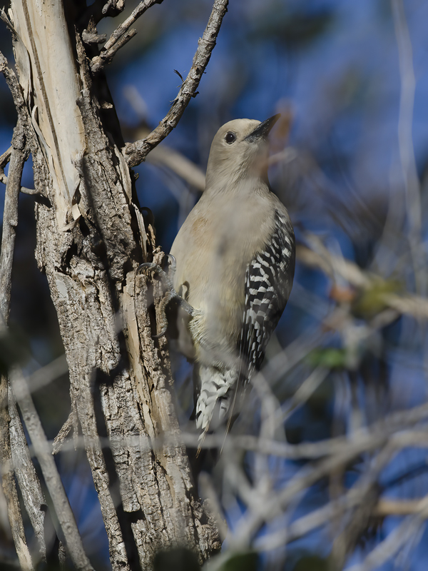 Gila_Woodpecker_14_AZ_003