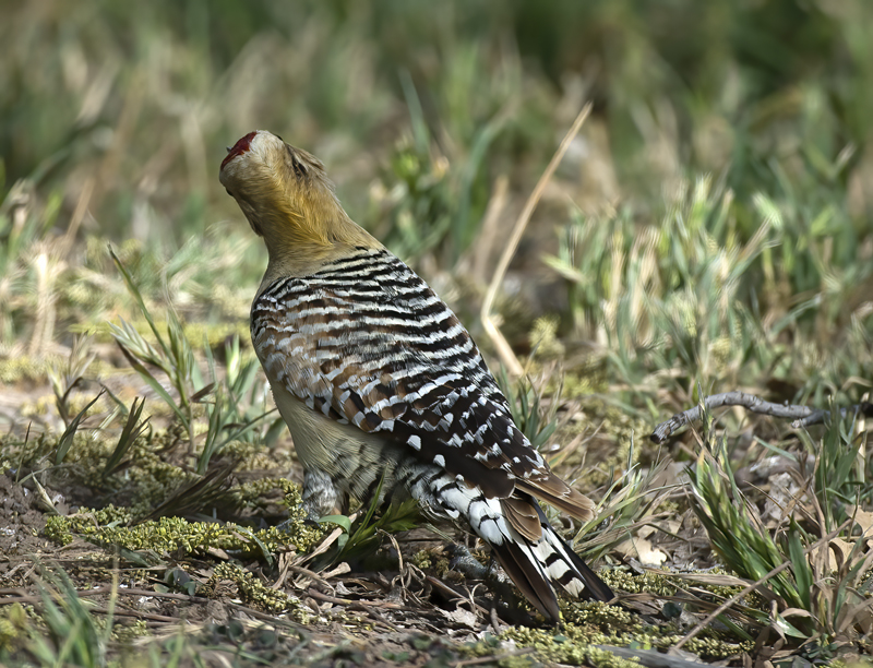 Gila_Woodpecker_15_AZ_033